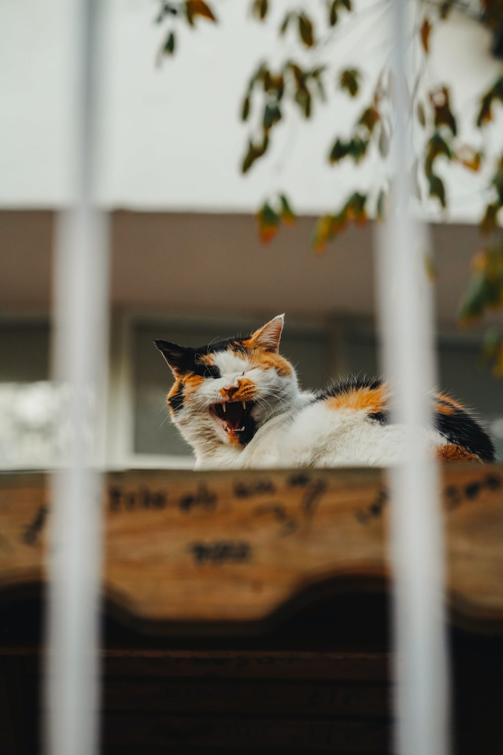 アニメの世界?猫と私と不思議なお店